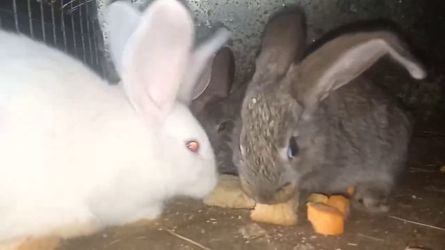 small rodents🐇 "rabbit's"/маленькие грызуны🐇 "кролики"