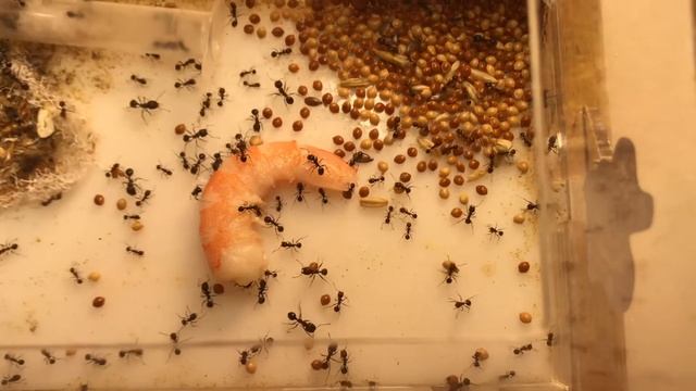 Муравьиная ферма. Муравьи пробуют креветку! смотреть онлайн