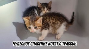 Чудесное спасение котят с трассы!
