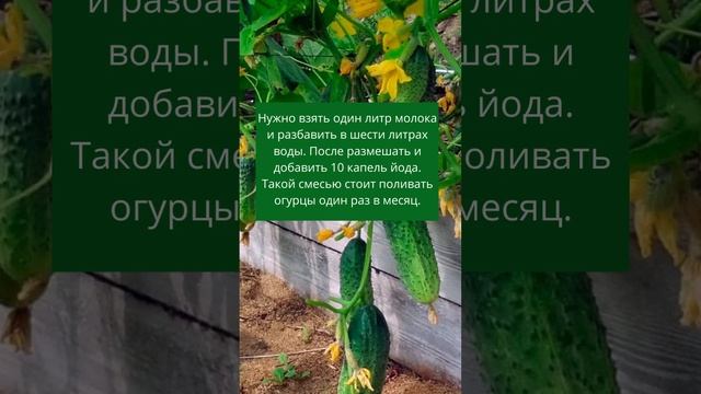 Каждый Год Поливаю Огурцы Молоком с Йодом и Всегда с Отличным Урожаем! #shorts смотреть онлайн