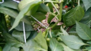 Какие сорта сладкого перца дали рекордный урожай