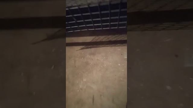 Вес перепелов в 14 дней.