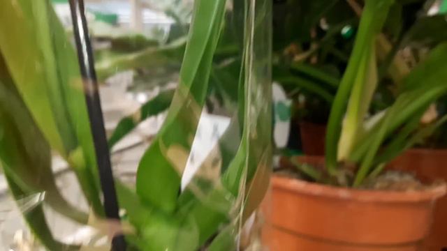 ОРХИДЕИ В БАУЦЕНТРЕ //12.12.23// смотреть онлайн