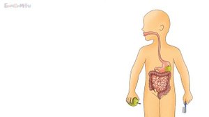 Как устроен человек? Для чего я ем? Пищеварение для детей