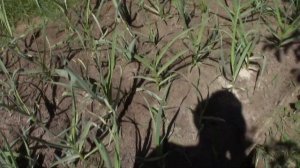 Обработка лука и чеснока против вредителей золой.