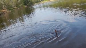 Ловля щуки на течении колебалками на закоряженных участках реки.