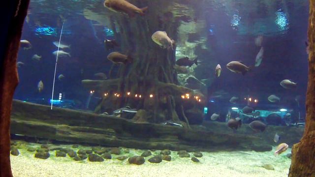 Поход в океанариум смотреть онлайн