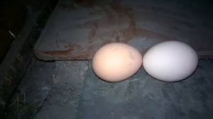как отучить курицу сидеть на яйцах. практический пример. 1 часть