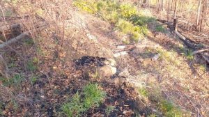 Охота на Изюбря во время гона.