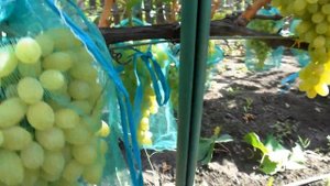 Виноград Киш-миш Столетие (2017)