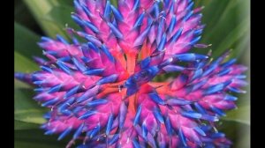 Бромелиевые растения  Уход и виды  Часть 1