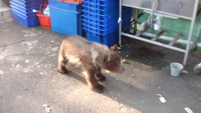 Самостоятельный медведь - сама выходит гулять и сама возвращается домой! смотреть онлайн