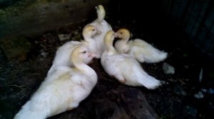 Мускусные утята 1 месяц(индоутка)