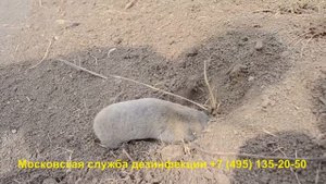 Крот роет норку (уничтожение кротов)