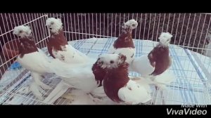 Узбекские декоративные голуби.Продажа.
