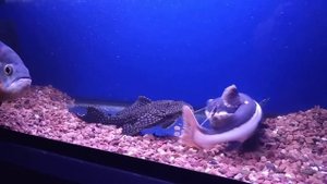Парчовый сом птерегоплихт