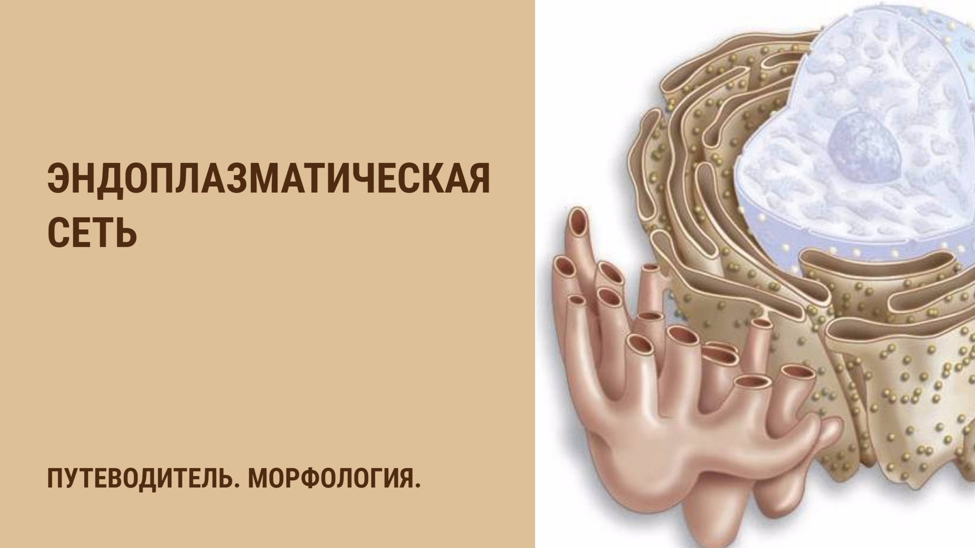 Эндоплазматическая сеть смотреть онлайн