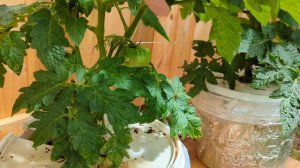 Dwarf томаты(помидоры) на Гидропонике - Dutch Bucket. Мы в гостях