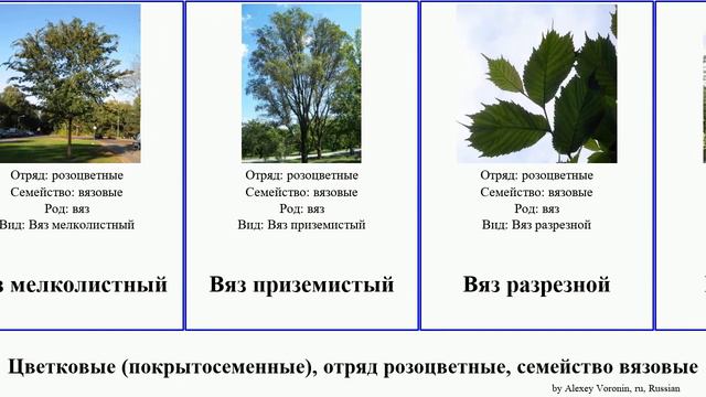 Цветковые (покрытосеменные), отряд розоцветные, семейство вязовые angiosperms Smile сицилийская
