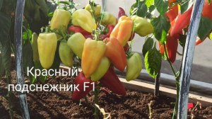 Томаты, перцы и баклажаны для открытого грунта в Ленинградской области на сезон 2024 года.