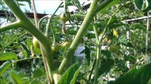 Томатные деревья в начале июля!!! Обзор!