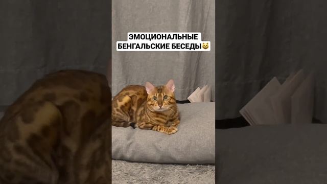 Эмоциональная беседа бенгальского кота Лекса