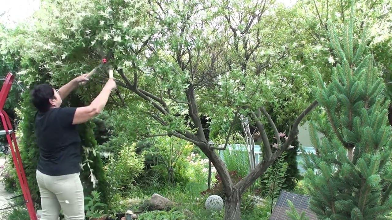 Стрижка ивы Хакуро Нишики на штамбе. Под Ниваки. смотреть онлайн