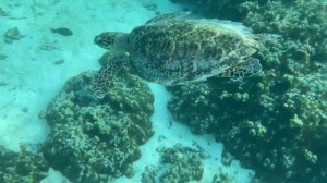 THODDOO (Тодду) Остров, Бюджетные Мальдивы 2022