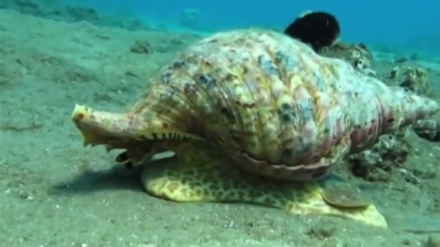 Улитка - садовый вредитель или умное существо? смотреть онлайн