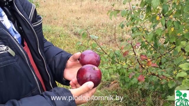 Яблоня сорт Дарунак. Урожайный, зимостойкий сорт белорусской селекции. смотреть онлайн