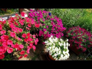 Петунии пышное цветение/Шок вейв, Изабелла  и другие - сравниваю сорта