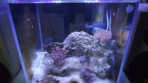 Запуск морского аквариума. Итоги.