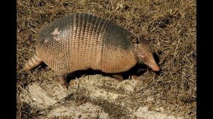 Звук ворчания броненосца