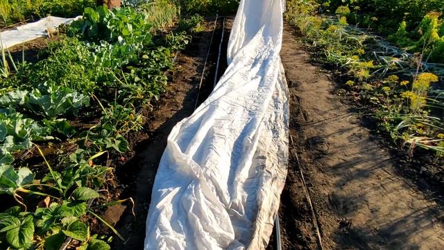 ????МОРКОВЬ ЛЕТНЕГО ПОСЕВА. Не полоть, не прореживать. Просто и с урожаем. МОЙ ОПЫТ смотреть онлайн