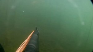 Охота на карася с ружьём ОСА 500.