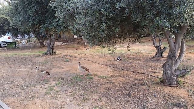 Кот и дикие цесарки смотреть онлайн