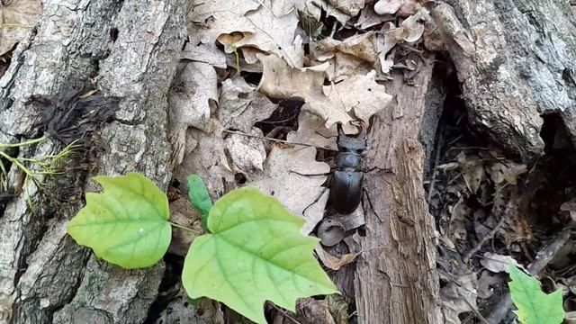 Редкий большой самец жук-олень взбирается по ветке и ползает по листьям. Самый крупный жук в Европе смотреть онлайн