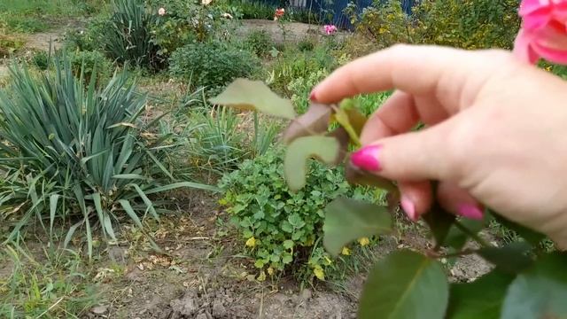 Вот так и живём,в селе!Приехала с рынка!Отвечаю и показываю!