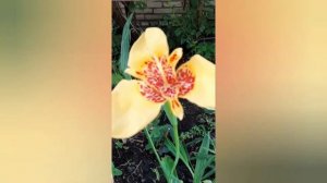 Тигридия - цветок одного дня