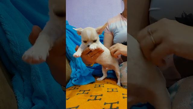 очень красивый малыш чихуахуа ПРОДАЖА чихуахуа мальчик СимферопольКрым доставка оговаривается купит
