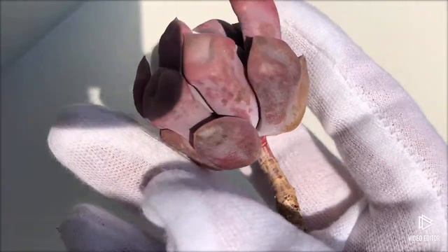 Echeveria Peter (Y) смотреть онлайн