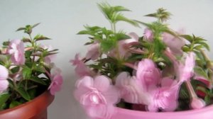 Ахименес "Double pink rose"