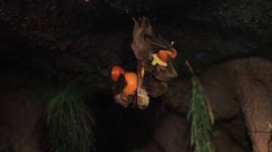 Звуки и дикий крик летучих мышей в дикой природе Амазонки и Юной Америке