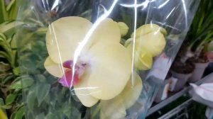 Сортовые ОРХИДЕИ с названиями в LEROY MERLIN | ЛЕРУА МЕРЛЕН | Орхидея Orchid ORCHIDS ОРЕНБУРГ