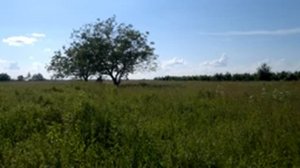 Бензотример. Мотокоса. трава в пояс. победитовый диск. опкос.