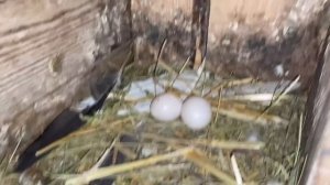 Почему Дохнут и Замерзают Голубята? Первые птенцы 2023