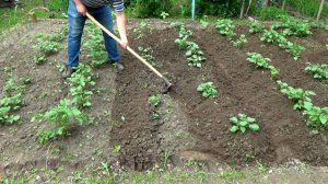 Окучивание картошки на даче