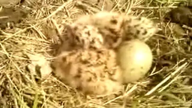 гнездо чайки смотреть онлайн