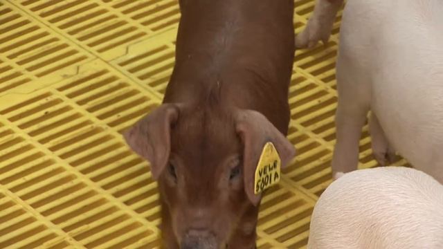 Мясоперерабатывающее предприятие "Велес" смотреть онлайн