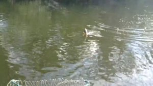 рыбалка КУПНОЙ ПЛОТВЫ в белоомуте на оке